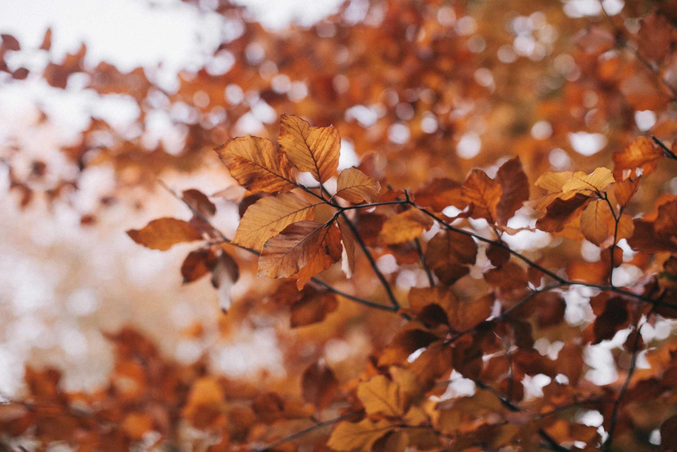Autumn
